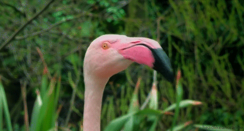 Tête flamingo